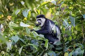 West African guereza or mantelaffe (Colobus guereza occidentalis) eating leaves