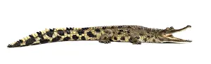 West African slender-snouted crocodile
