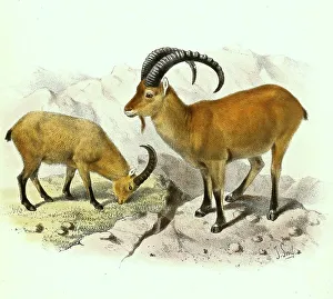 West caucasian tur (Capra caucasica) or Kuban-Tur