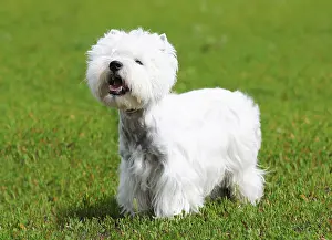 West highland terrier dog standing on green grass