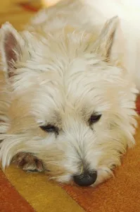West Highland White Terrier lies on a carpet looking sad