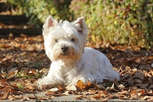 West Highland White Terrier, male