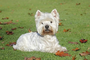 West Highland White Terrier, male