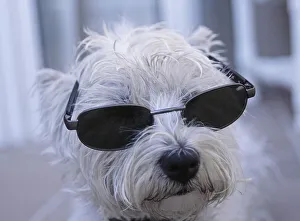 West Highland White Terrier with sun glasses