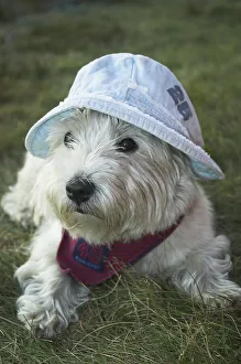 West Highland White Terrier wearing a cap is lying in a meadow