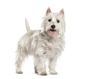 West Highland White Terrier in front of white background