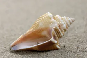 West Indian Fencer Snail, Strombus pugilis
