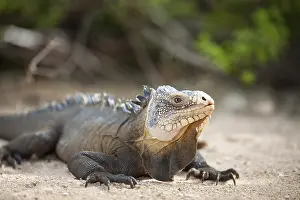 West Indian Iguana (Iguana delicatissima)