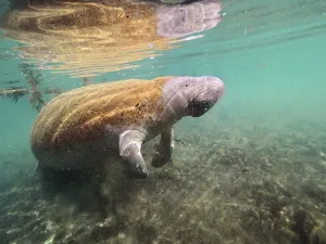 West indian manatee (Trichechus manatus) in the Crystal River