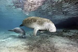 West Indian manatees (Trichechus manatus)