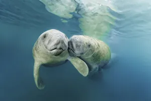 Two West Indian manatees (Trichechus manatus)