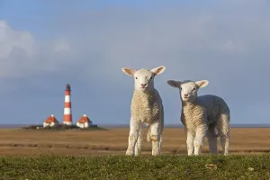 Westerheversand lighthouse and two white lambs on salt marsh near Westerhever