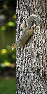 Western American gray squirrel with peanut (Sciurus griseus)