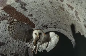 Western Barn Owl (Tyto alba) in flight with a mouse in its beak