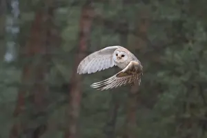Western Barn Owl (Tyto alba) taking flight