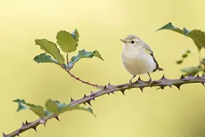 Western Bonelli's Warbler (Phylloscopus bonelli) perched on a branch