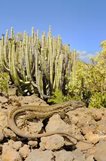 Western canaries lizard (Gallotia galloti)