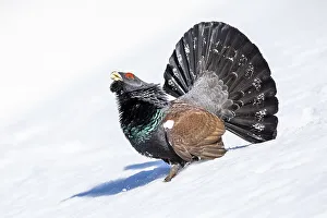 Western capercaillie (Tetrao urogallus)