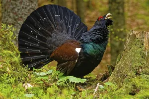 Western capercaillie (Tetrao urogallus)