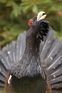 Western capercaillie (Tetrao urogallus)