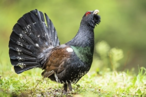 Western capercaillie (Tetrao urogallus)