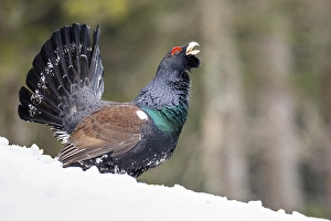 Western capercaillie (Tetrao urogallus)
