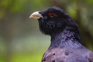 Western capercaillie (Tetrao urogallus)