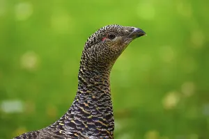 Western capercaillie (Tetrao urogallus)