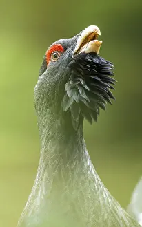 Western capercaillie (Tetrao urogallus)