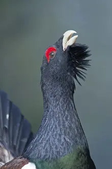Western Capercaillie (Tetrao urogallus) male