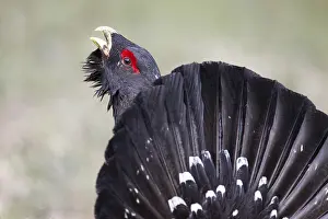 Western Capercaillie (Tetrao urogallus) male calling