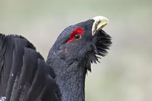 Western Capercaillie (Tetrao urogallus) male calling