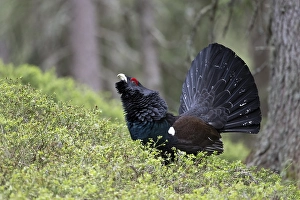 Western capercaillie (Tetrao Urogallus) mating in Pinzgau