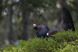 Western capercaillie (Tetrao Urogallus) mating in Pinzgau