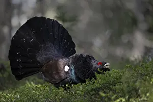 Western capercaillie (Tetrao Urogallus) mating in Pinzgau