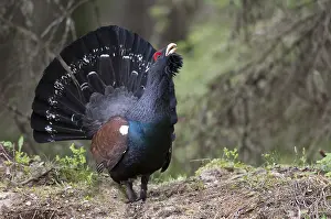 Western Capercaillie or Wood Grouse (Tetrao urogallus)