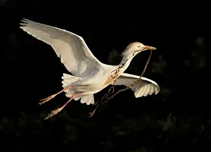 Western Cattle Egret (Bubulcus ibis) female flying with nesting material in beak