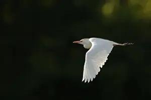 Western Cattle Egret (Bubulcus ibis) flying