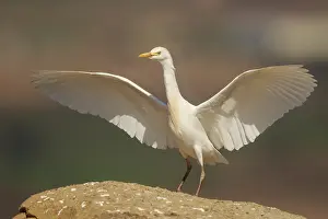 Western Cattle Egret (Bubulcus ibis) spreading wings