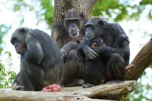 Western chimpanzee (Pan troglodytes verus)