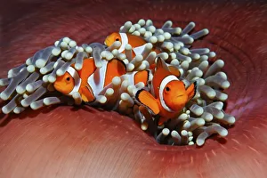 Three Western clownfish (Amphiprion ocellaris) anemonefish