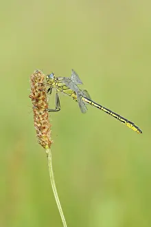 Western Clubtail (Gomphus pulchellus)