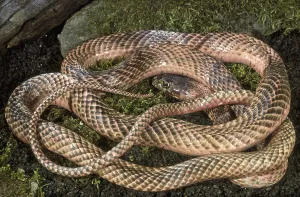 WESTERN COACHWHIP Snake, Masticophis flagellum testaceus