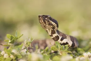 Western Cottonmouth (Agkistrodon piscivorus leucostoma)