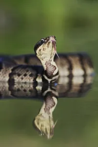 Western Cottonmouth (Agkistrodon piscivorus leucostoma)