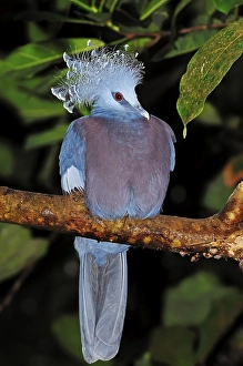 Western Crowned Pigeon, Common Crowned Pigeon or Blue Crowned Pigeon (Goura cristata)