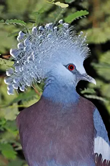 Western Crowned Pigeon, Common Crowned Pigeon or Blue Crowned Pigeon (Goura cristata)
