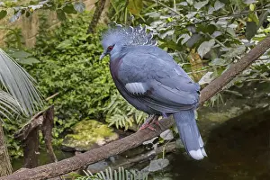 Western crowned pigeon (Goura cristata)