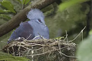 Western Crowned Pigeon (Goura cristata)