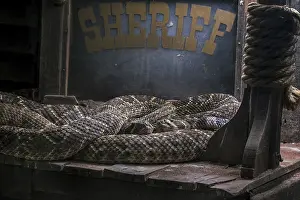 Two Western diamondback rattlesnakes (Crotalus atrox)